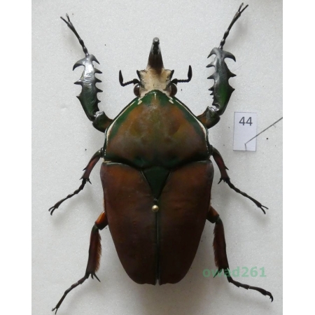 Mecynorhina ugandensis (Moser, 1907) male ex. ovo Uganda44